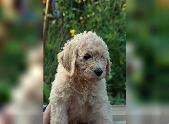 Freya, die Goldendoodle Welpendame *abgabebereit*