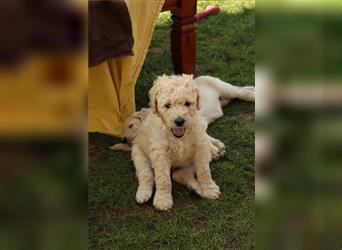 Flash, der Goldendoodle Welpenrüde *abgabebereit*