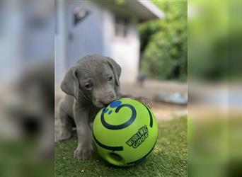 Weimaraner Welpe !Exklusive amerikanische Abstammung! Championatsverpaarung mit Ahnentafel