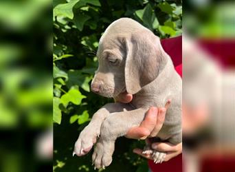 Weimaraner Welpe !Exklusive amerikanische Abstammung! Championatsverpaarung mit Ahnentafel