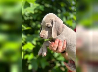 Weimaraner Welpe !Exklusive amerikanische Abstammung! Championatsverpaarung mit Ahnentafel