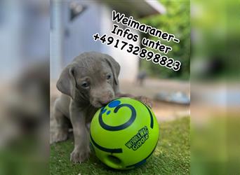 Weimaraner Welpe !Exklusive amerikanische Abstammung! Championatsverpaarung mit Ahnentafel