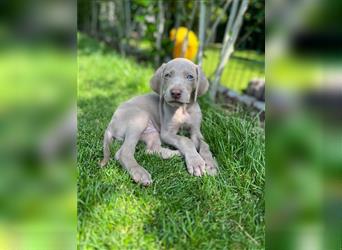 Weimaraner Welpe !Exklusive amerikanische Abstammung! Championatsverpaarung mit Ahnentafel