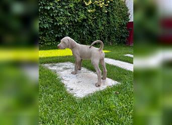 Weimaraner Welpe !Exklusive amerikanische Abstammung! Championatsverpaarung mit Ahnentafel