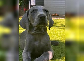 Weimaraner Welpe !Exklusive amerikanische Abstammung! Championatsverpaarung mit Ahnentafel