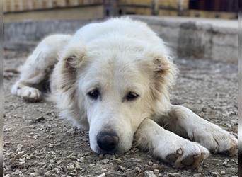 Kankara, geb. ca. 02/2022, lebt in GRIECHENLAND, im städt. Tierheim Serres