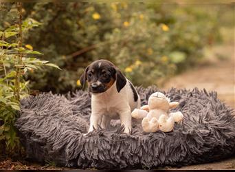 Bildschöne Parson Jack Russell Terrier