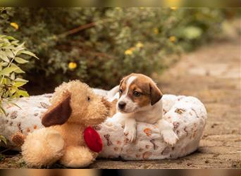 Bildschöne Parson Jack Russell Terrier