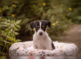 Bildschöne Parson Jack Russell Terrier