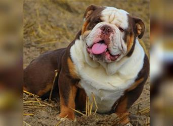 english Bulldogwelpen (Rarität!!)