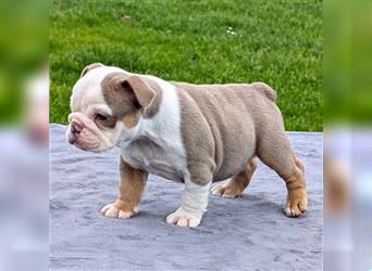 english Bulldogwelpen (Rarität!!)