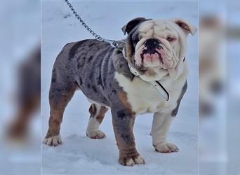 english Bulldogwelpen (Rarität!!)