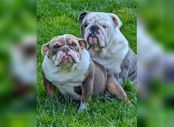 english Bulldogwelpen (Rarität!!)