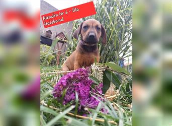 Wunderschöne Rhodesian Ridgeback Welpen suchen ein neues Zuhause