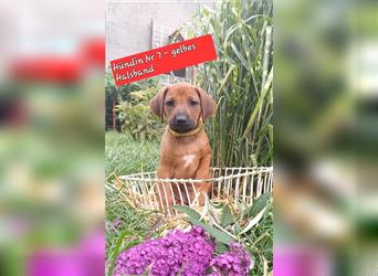 Wunderschöne Rhodesian Ridgeback Welpen suchen ein neues Zuhause