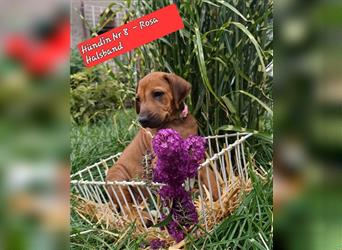 Wunderschöne Rhodesian Ridgeback Welpen suchen ein neues Zuhause