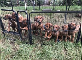 Wunderschöne Rhodesian Ridgeback Welpen suchen ein neues Zuhause