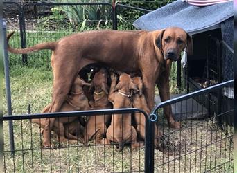 Wunderschöne Rhodesian Ridgeback Welpen suchen ein neues Zuhause