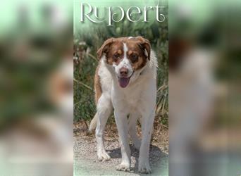 Rupert, ein ganz Braver