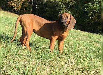 Welpen Hannoverscher Schweißhund  x Bayerischer Gebirgsschweißhund