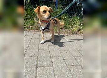 Bella – ein bezauberndes Däumelinchen wartet in Rostock