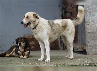 Püppi - bezauberndes, freches und agiles Hundemädchen