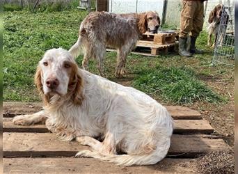 Bailey - ein gute Laune Paket für seine Menschen