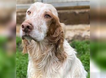 Bailey - ein gute Laune Paket für seine Menschen