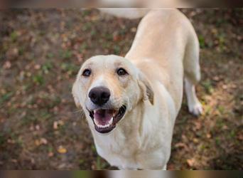 LILIA - das junge Hundemädel träumt von einem glücklichen Leben bei einer lieben Familie