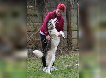 YOSHI - der Husky-Mix möchte mit seinen Menschen spannende Abenteuer erleben!