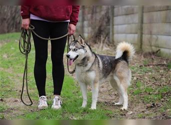 YOSHI - der Husky-Mix möchte mit seinen Menschen spannende Abenteuer erleben!