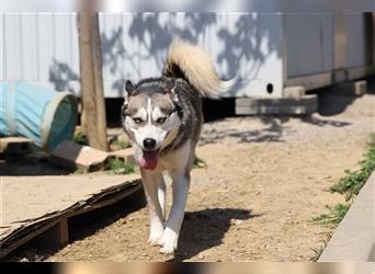 YOSHI - der Husky-Mix möchte mit seinen Menschen spannende Abenteuer erleben!