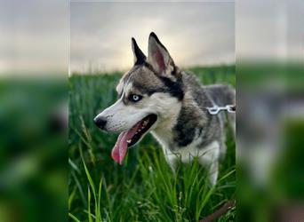 YOSHI - der Husky-Mix möchte mit seinen Menschen spannende Abenteuer erleben!