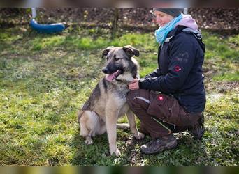 AKIDO - der verspielte und aktive Rüde ist sehr sozial und liebt Mensch und Hund