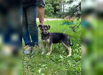 Schäferhund-Mischung Rich sucht eine liebevolle Familie