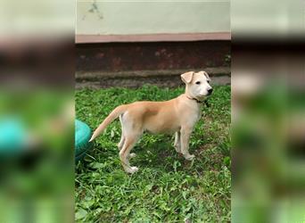 Labrador-Mischung Stich sucht eine liebevolle Familie