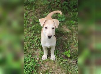 Labrador-Mischung Stich sucht eine liebevolle Familie