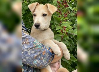 Labrador-Mischung Stich sucht eine liebevolle Familie