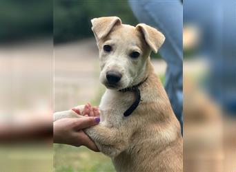 Labrador-Mischung Stich sucht eine liebevolle Familie