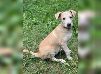 Labrador-Mischung Stich sucht eine liebevolle Familie