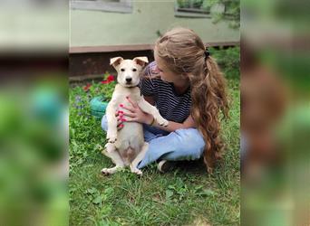 Labrador-Mischung Stich sucht eine liebevolle Familie
