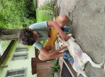 Labrador-Mischung Stich sucht eine liebevolle Familie