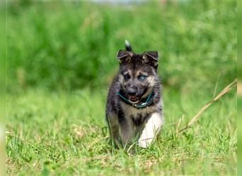 Rudi sucht eine liebevolle Familie