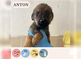 Welpe Anton sucht Zuhause