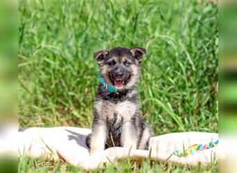 Rudi sucht eine liebevolle Familie