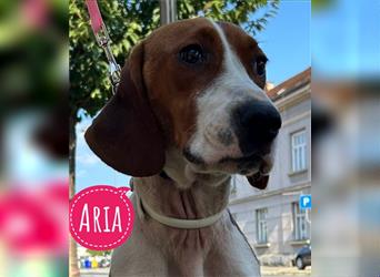 Aria - wie hart kann ein Hundeschichsal sein???