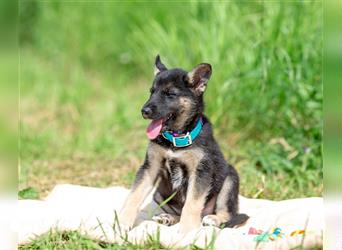 Odin sucht eine liebevolle Familie