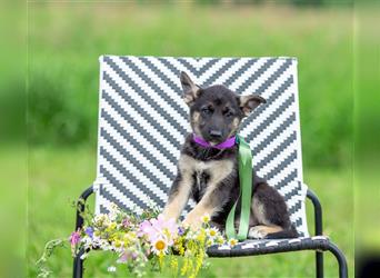 Odin sucht eine liebevolle Familie