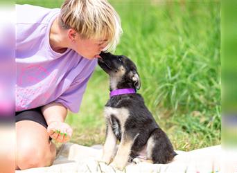 Odin sucht eine liebevolle Familie