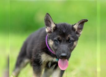 Odin sucht eine liebevolle Familie